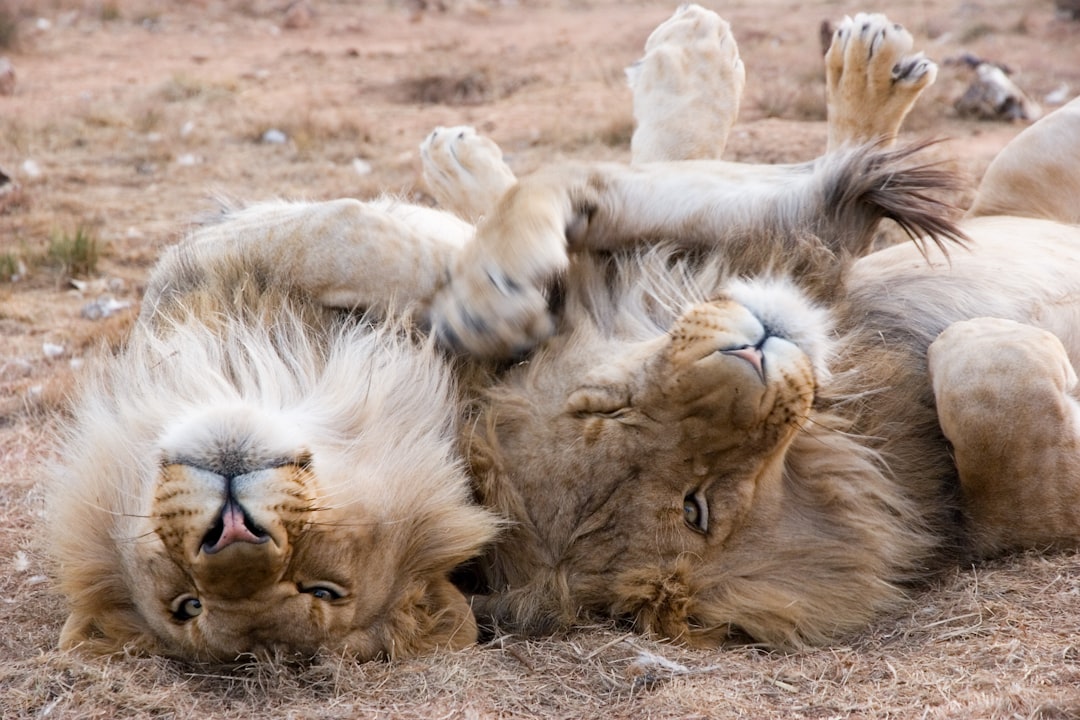 Delicious Lion’s Mane Recipes for a Healthy Meal